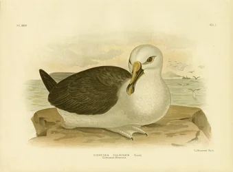 Albatros culminé, 1891